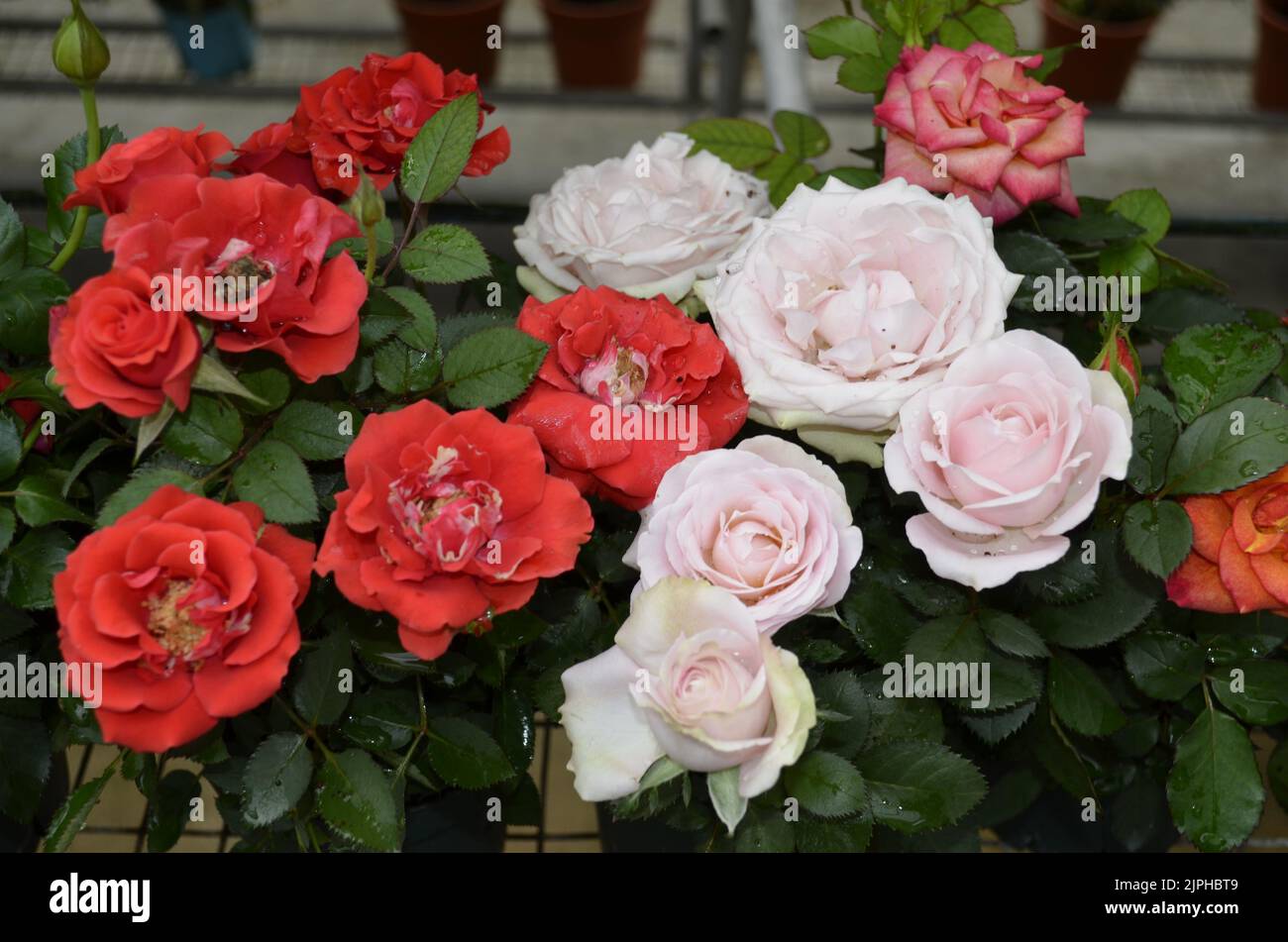 Rea Beautiful Roses Beautiful red roses grow in hi-res stock photography and images - Alamy