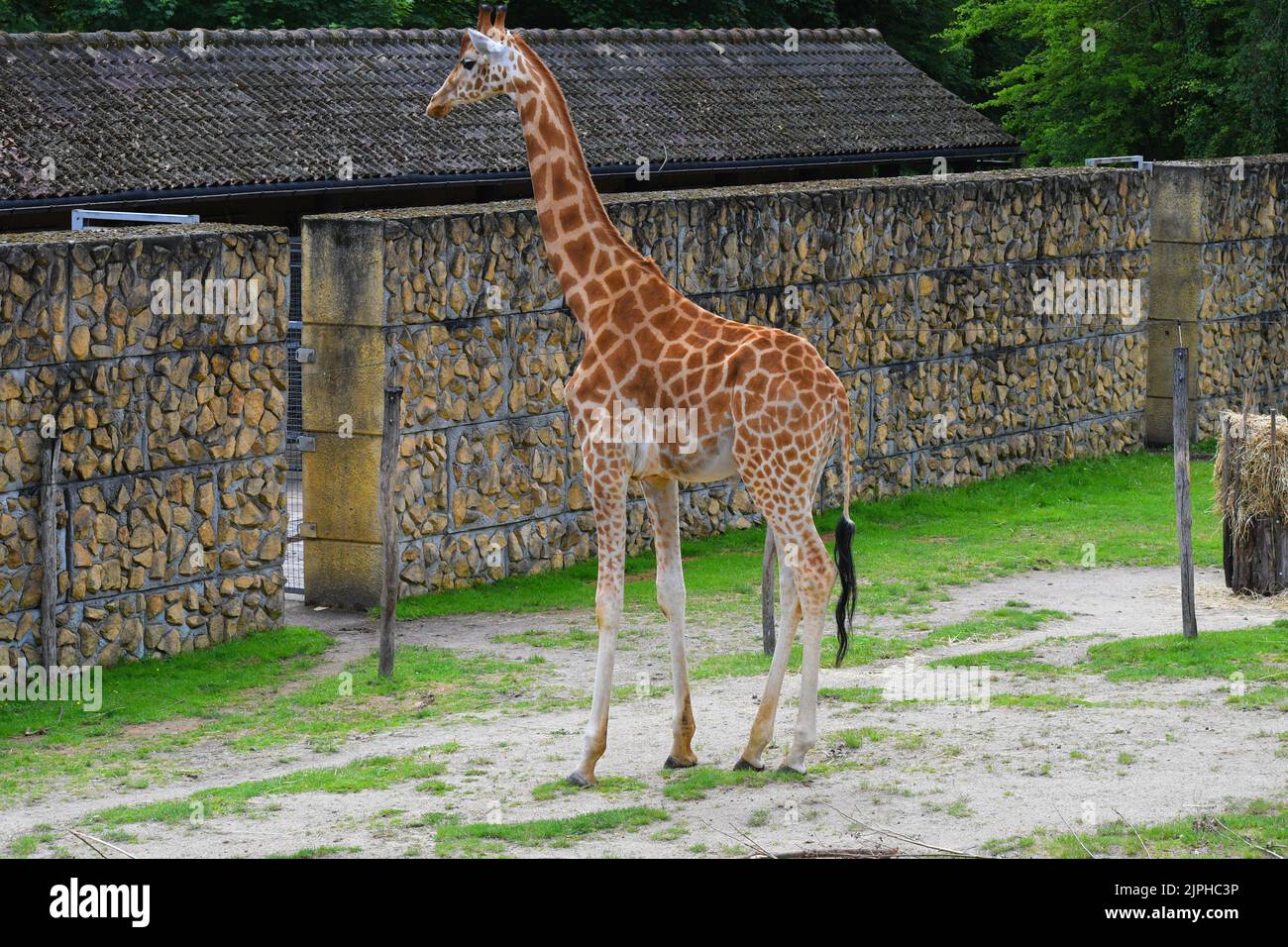The giraffe is the tallest land animal in the world and can grow up to