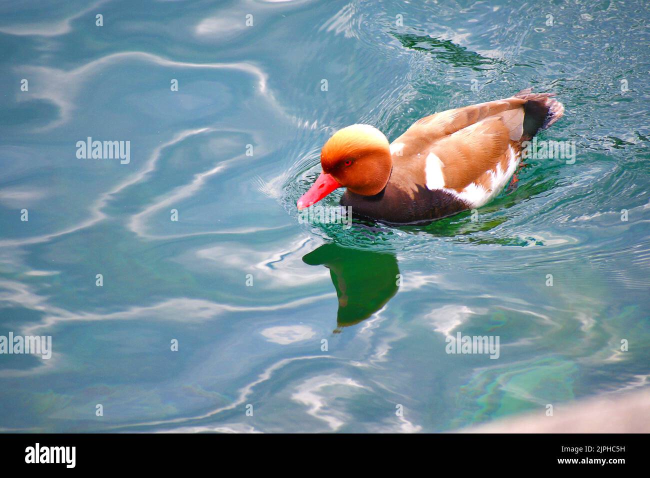 Red-crested pochard is enjoying the water Stock Photo