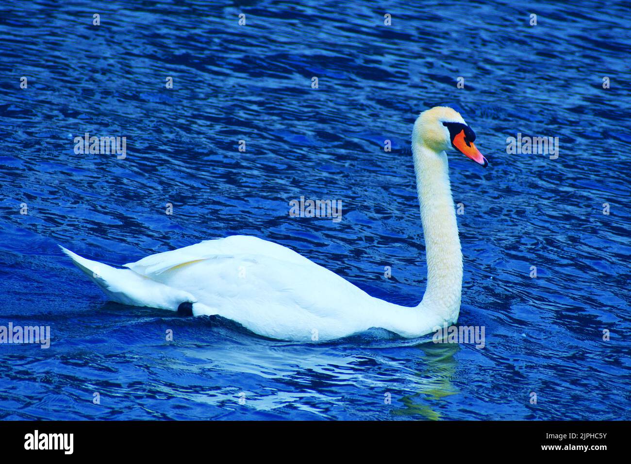 Is that a Mute Swan or a Trumpeter Swan? what do you think Stock Photo