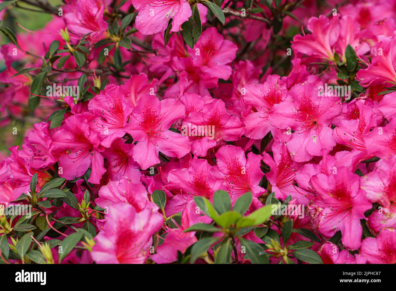 Azalea flower in pink, with some spots on its leaves, in the background similar flowers and