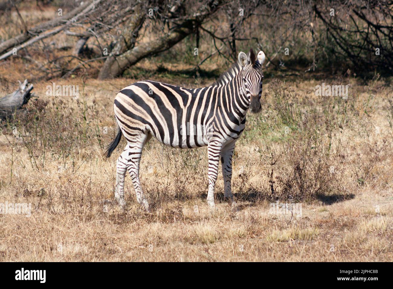 A beautiful zebra in a field in safari Stock Photo