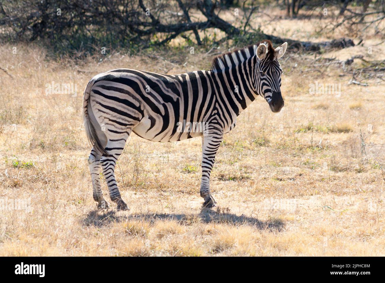 A beautiful zebra in a field in safari Stock Photo