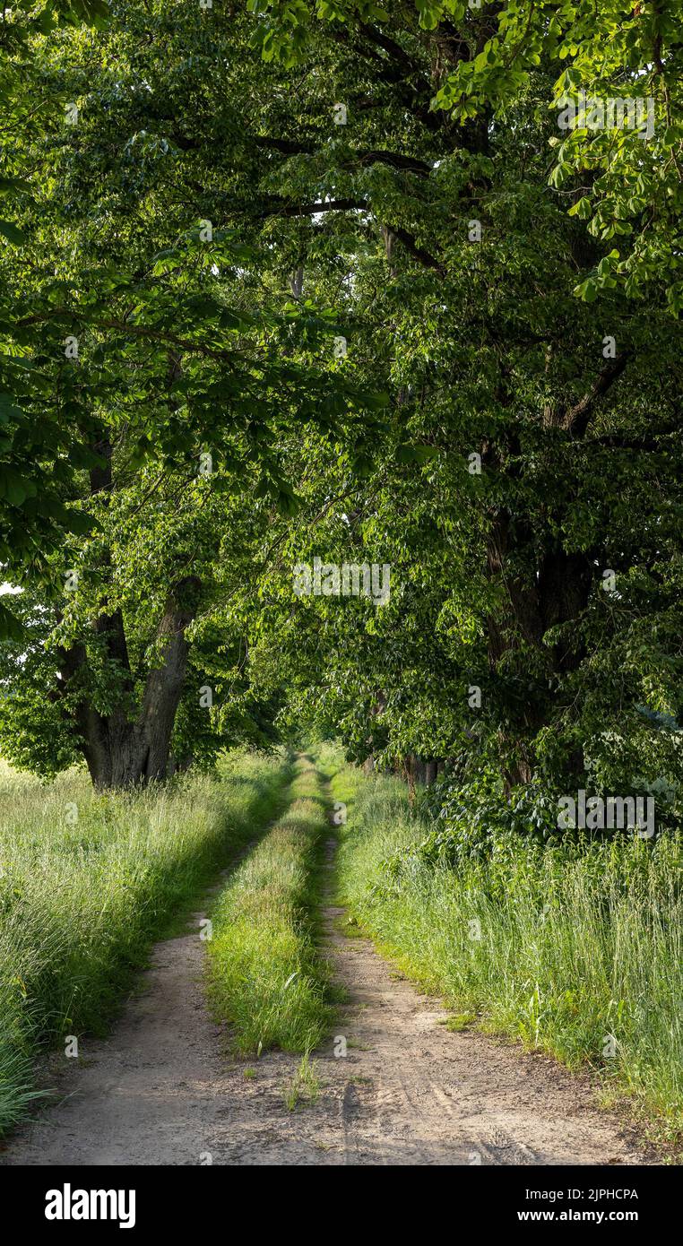 ruts from car wheels in rural areas , dirt road through trees Stock Photo