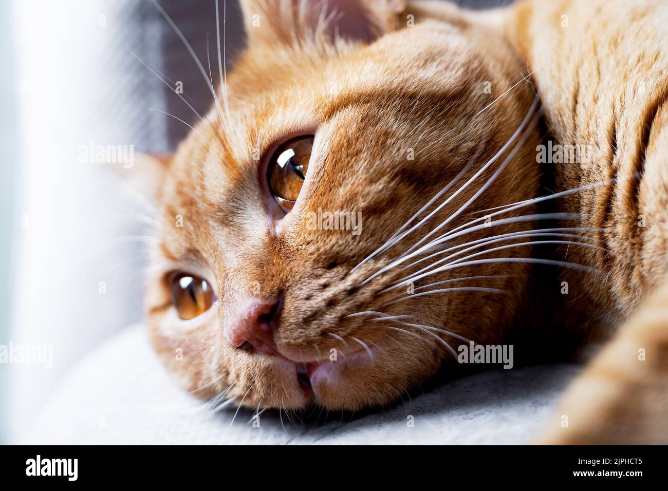 Tabby red cat lies with open eyes on the sofa Stock Photo