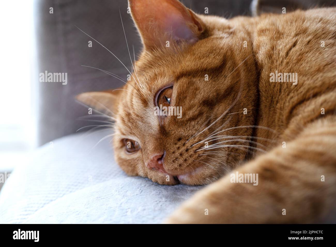 Tabby red cat lies with open eyes on the sofa Stock Photo