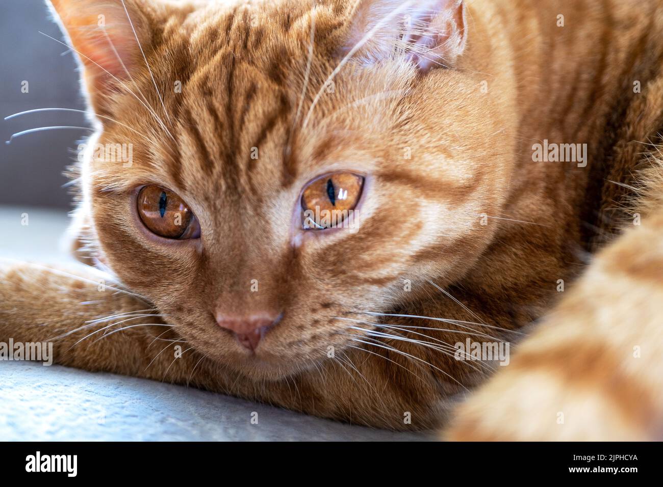 Tabby red cat lies with open eyes on the sofa Stock Photo