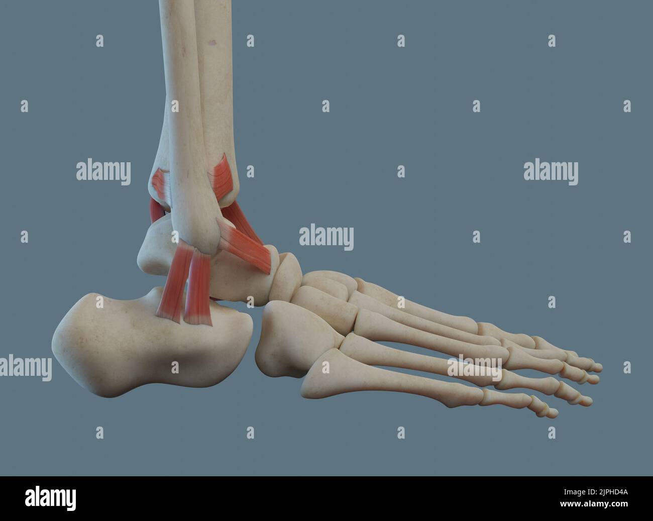 Human ankle joint anatomy, including ligaments and bones. Lateral view. Stock Photo