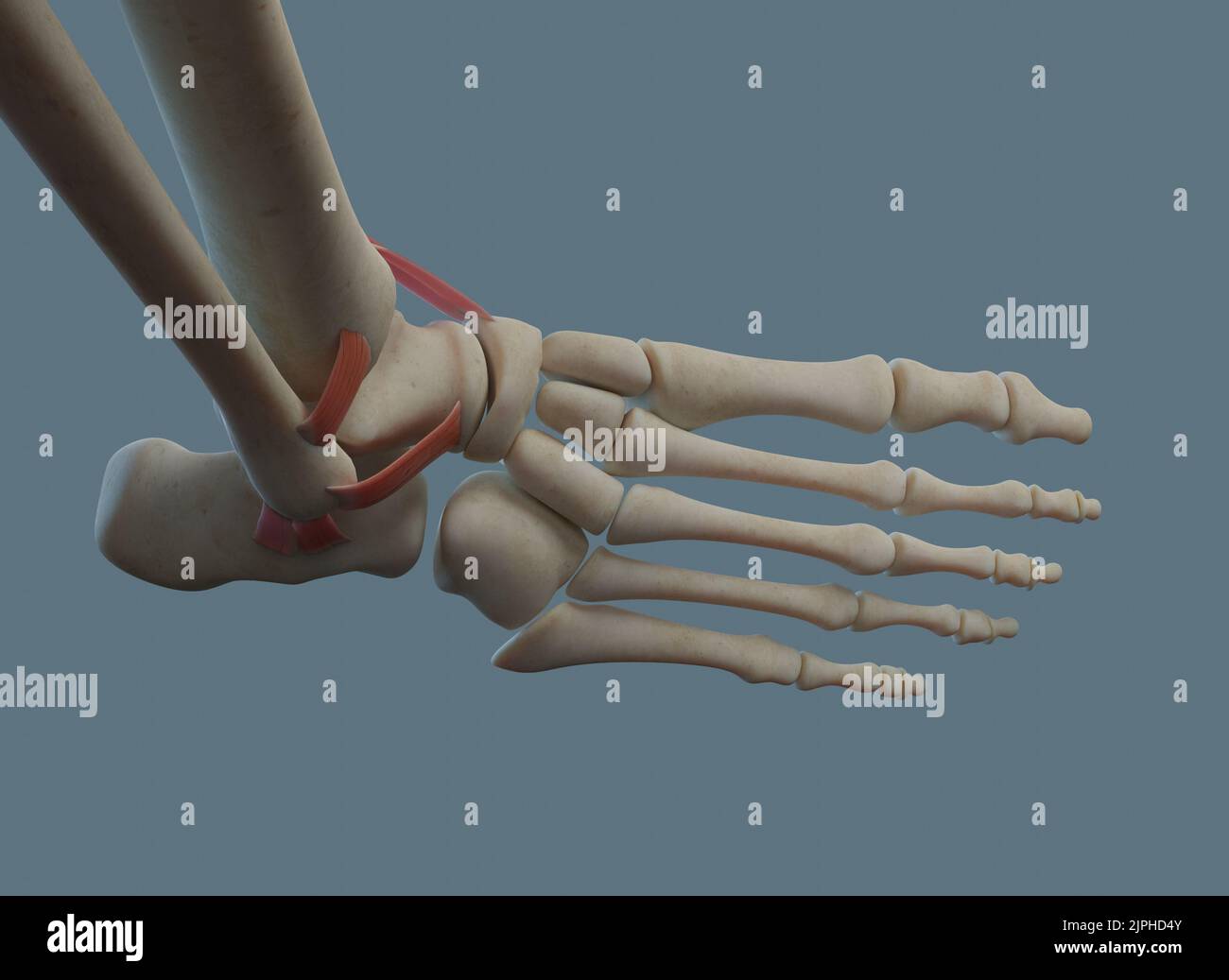 Human ankle joint anatomy, including ligaments and bones. Dorsal view. Stock Photo