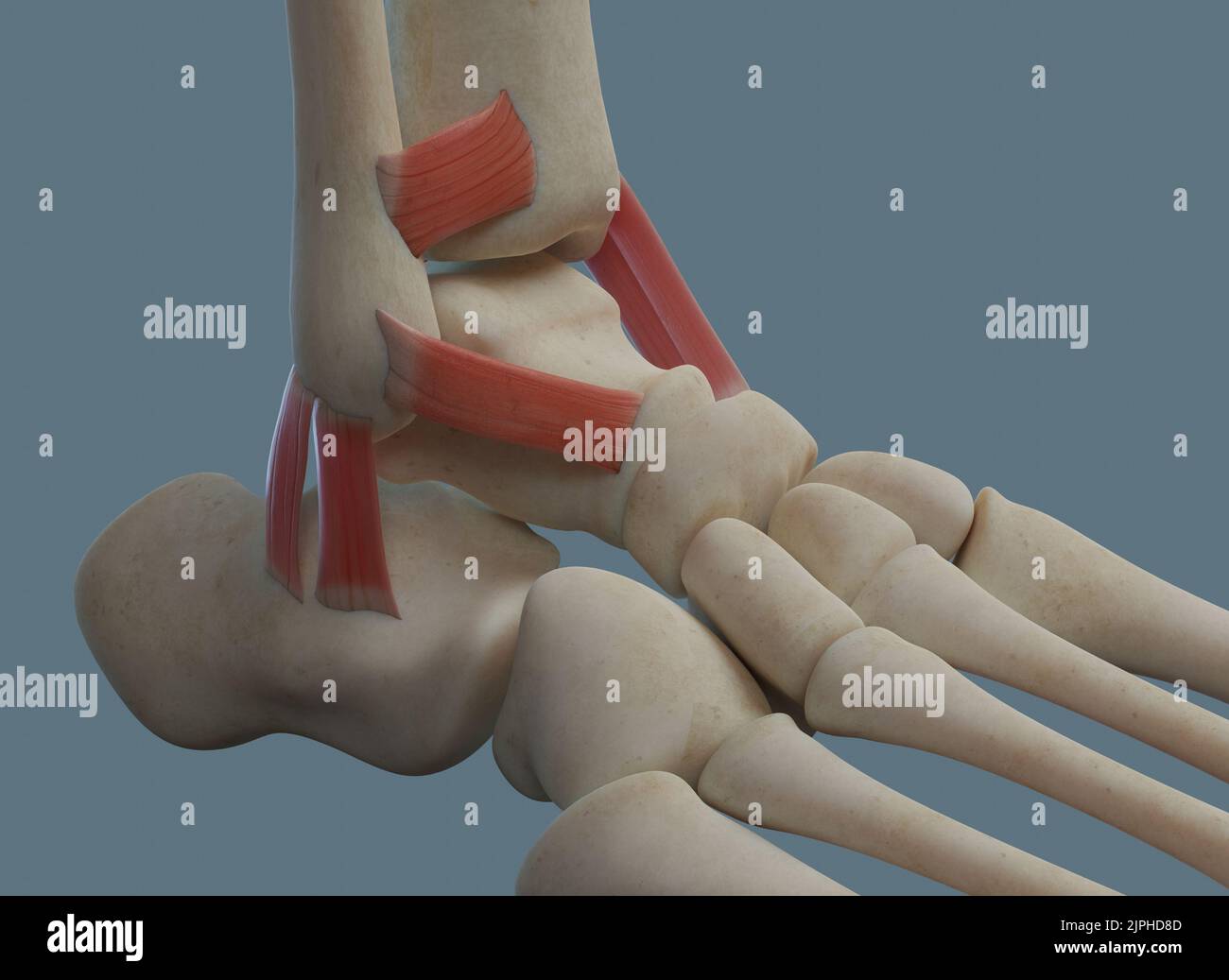 Human ankle joint anatomy, including ligaments and bones. Lateral view. Stock Photo