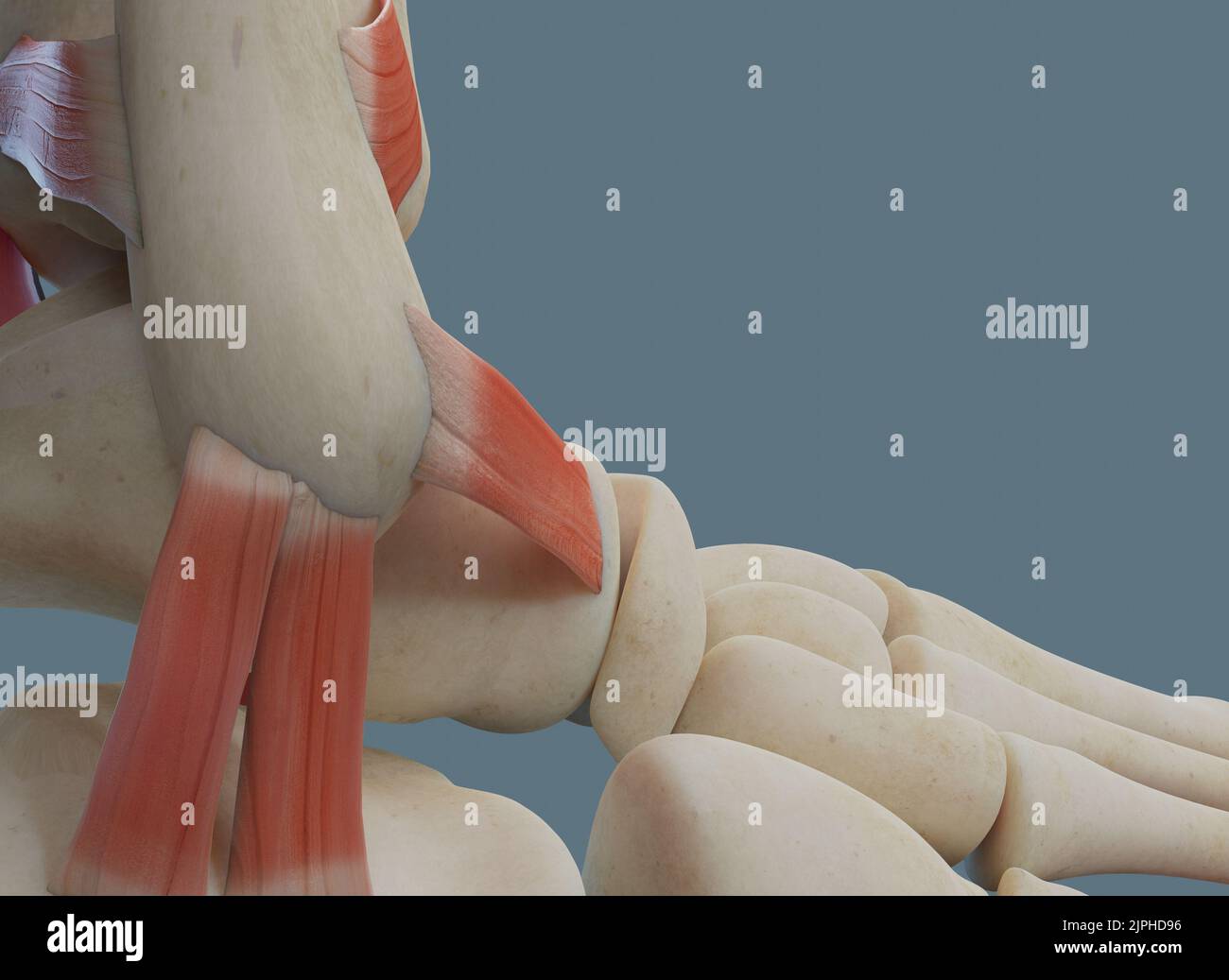 Human ankle joint anatomy, including ligaments and bones. Lateral view