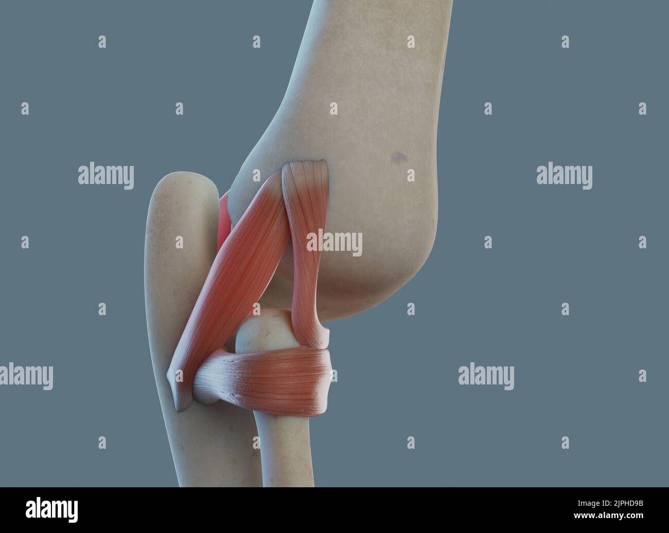 Elbow joint anatomy, including ligaments and bones Stock Photo - Alamy