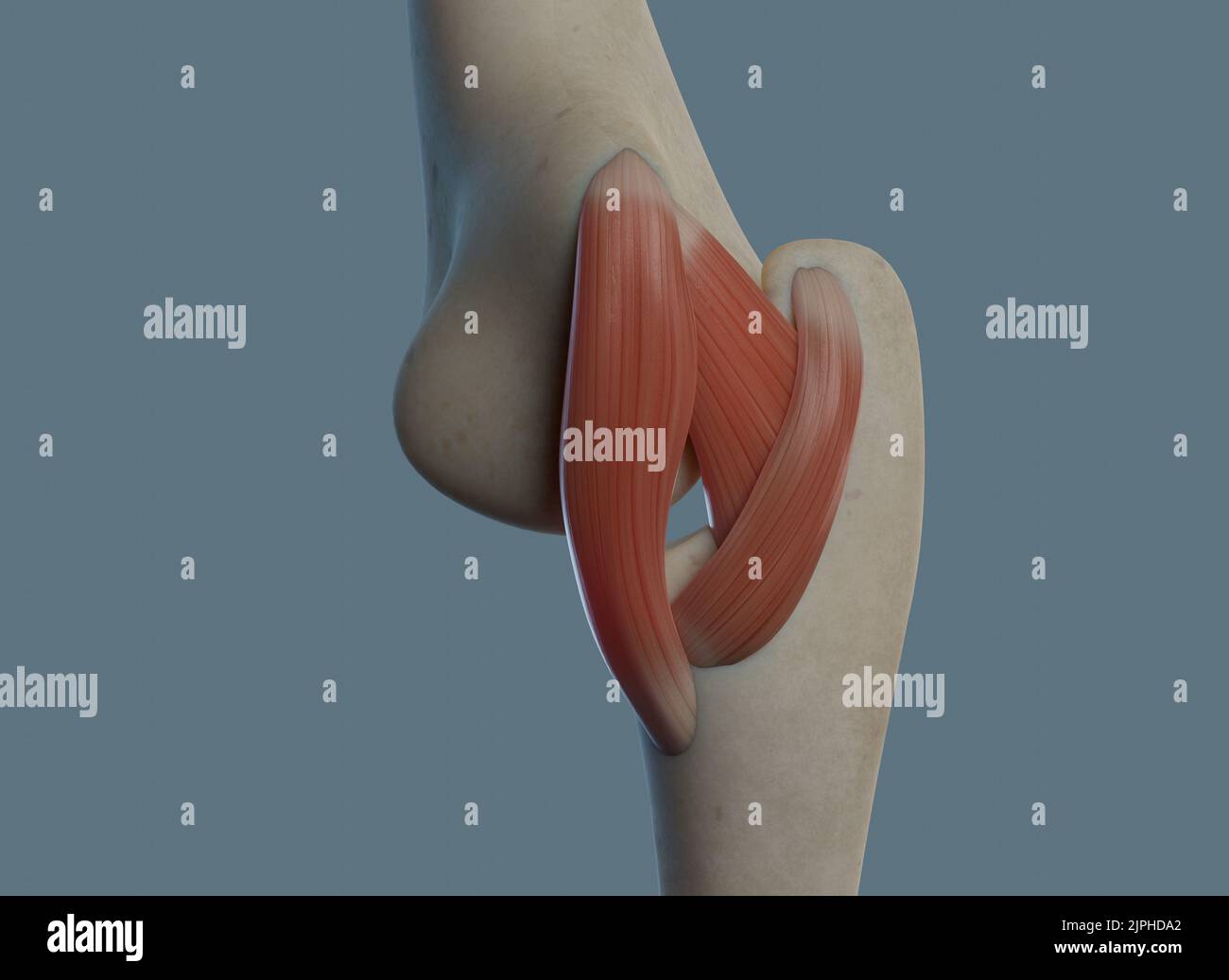 Elbow joint anatomy, including ligaments and bones Stock Photo - Alamy