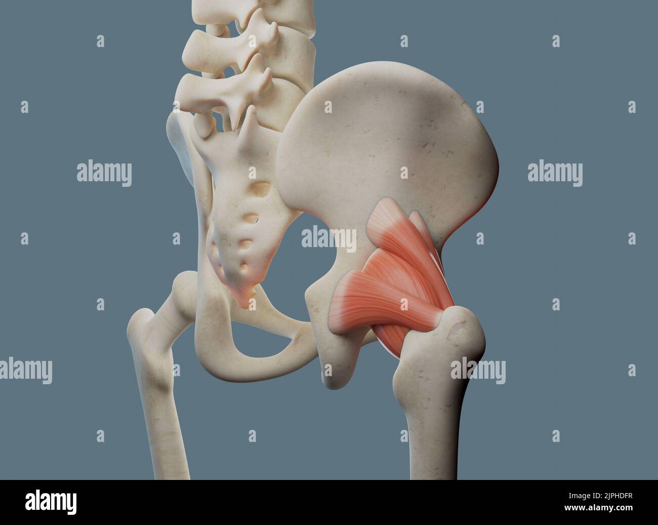 Hip Bone Muscle Attachments