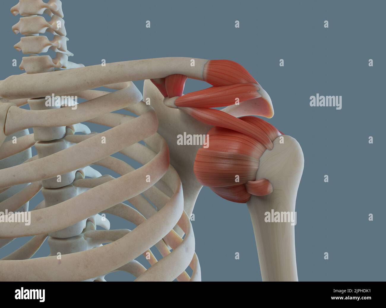 Human shoulder joint anatomy. Rotator cuff ligaments and bone attachments Stock Photo Alamy