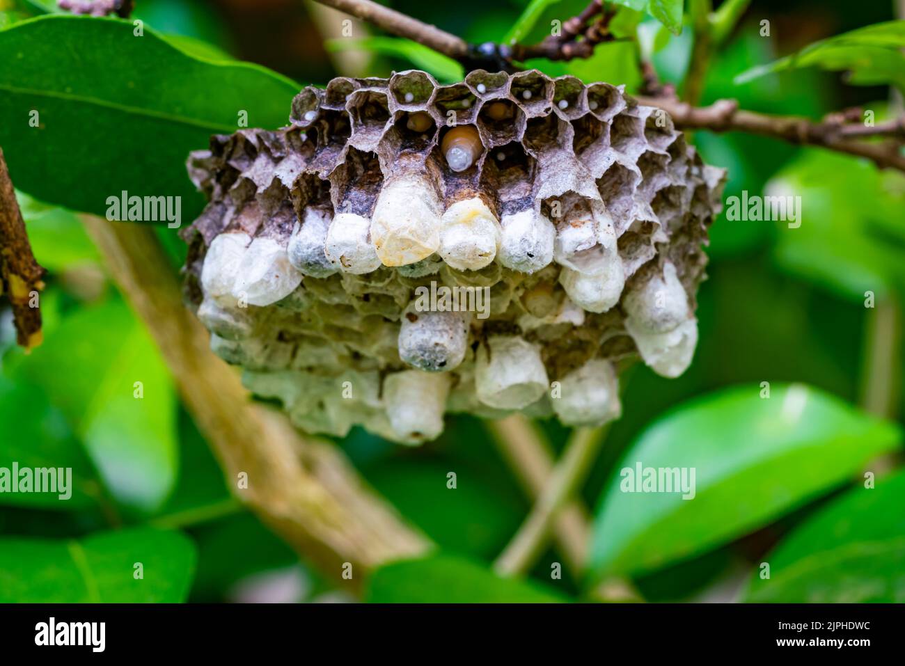 Low angle view of wasp nest with eggs and growing larva hanging on branches of a tree. Stock Photo