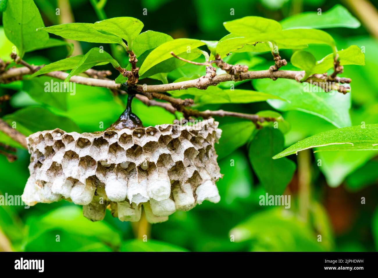 Side view of wasp nest with eggs and growing larva hanging on branches of a tree. Stock Photo