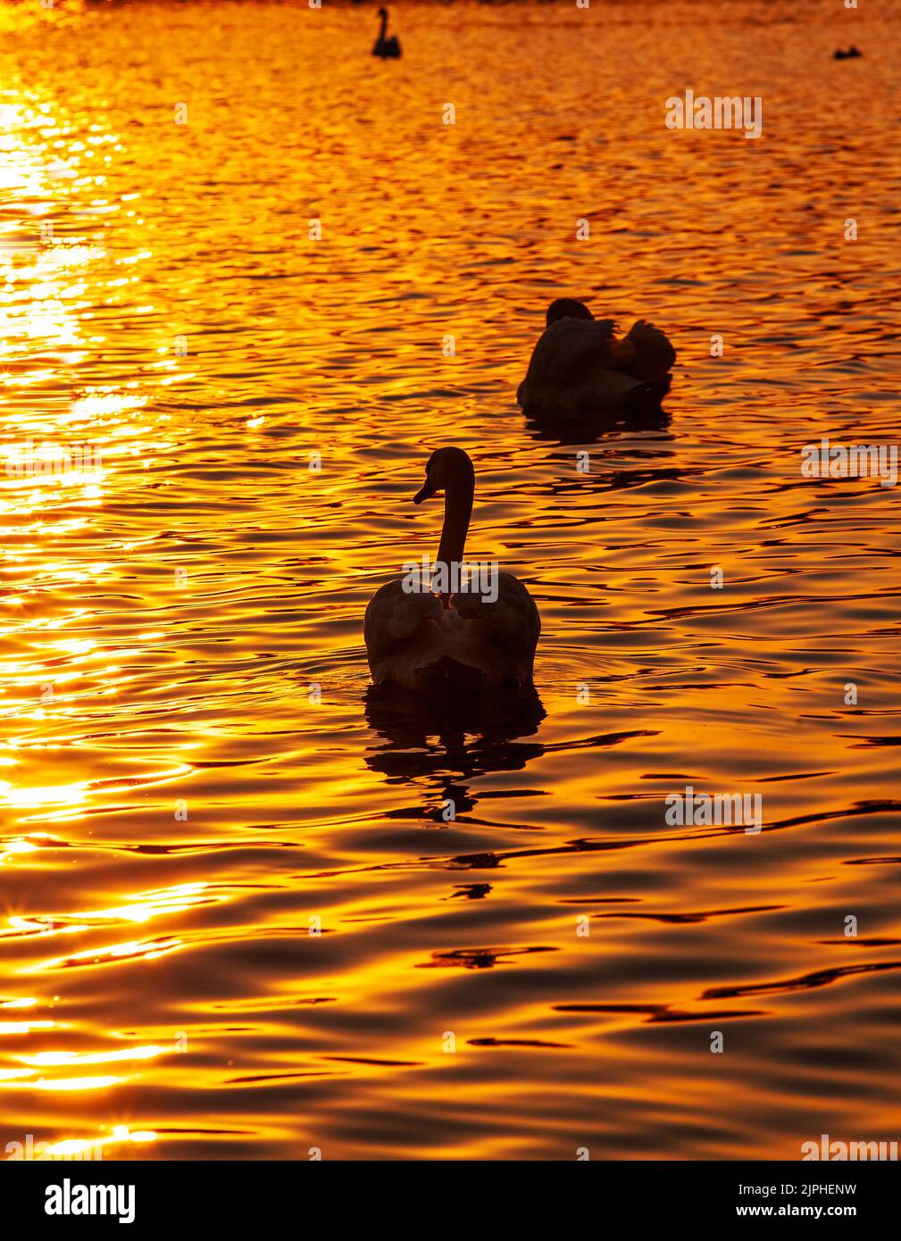 White swans floating in the lake during sunset, beautiful golden sun