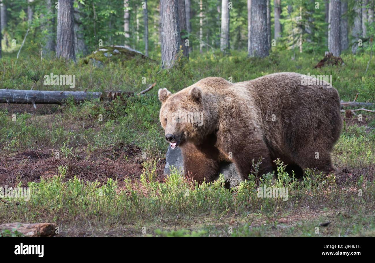 Brown bear (Ursus arctos) in the boreal forest or Taiga of Finland ...