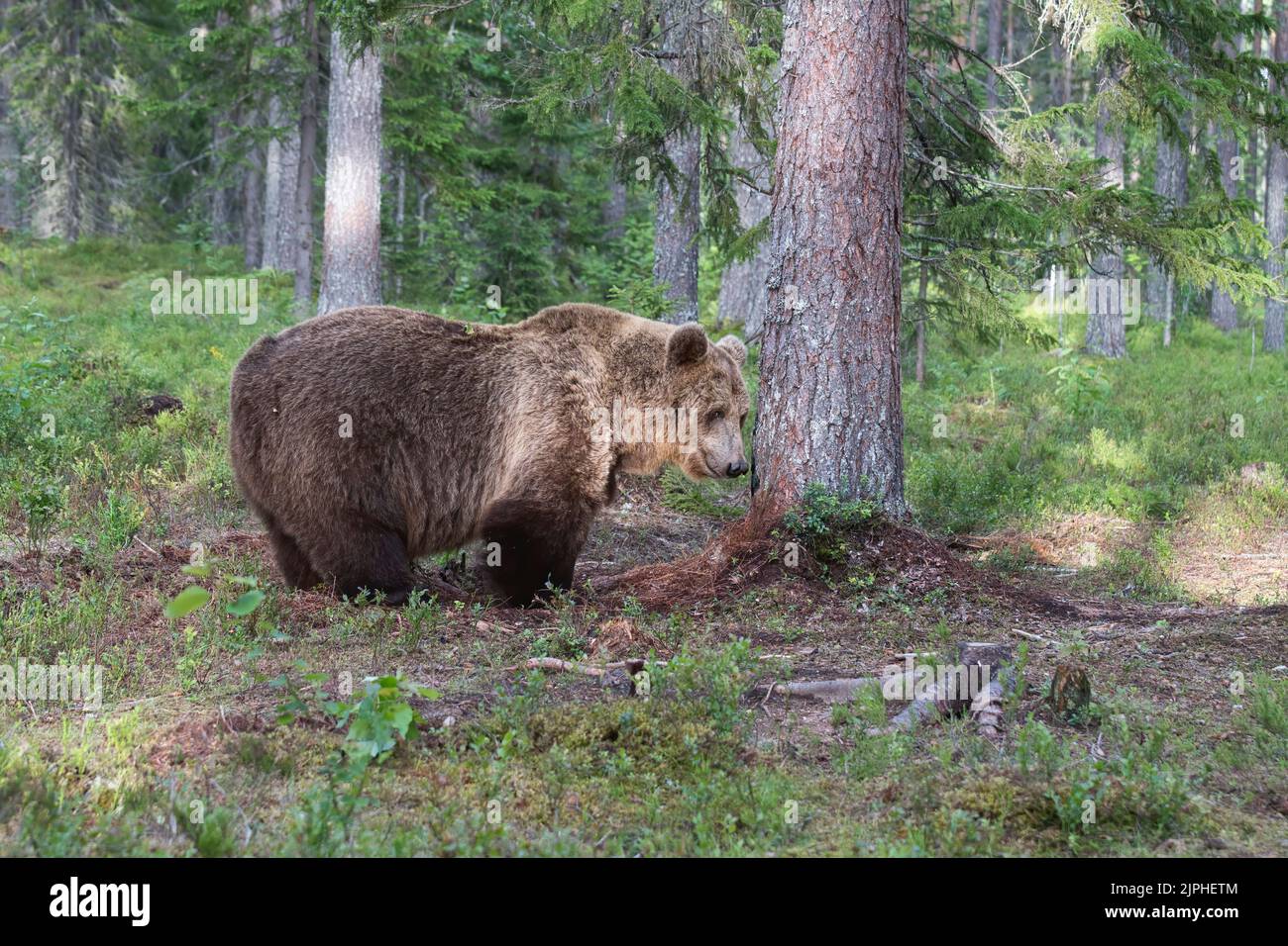 Brown bear (Ursus arctos) in the boreal forest or Taiga of Finland Stock Photo