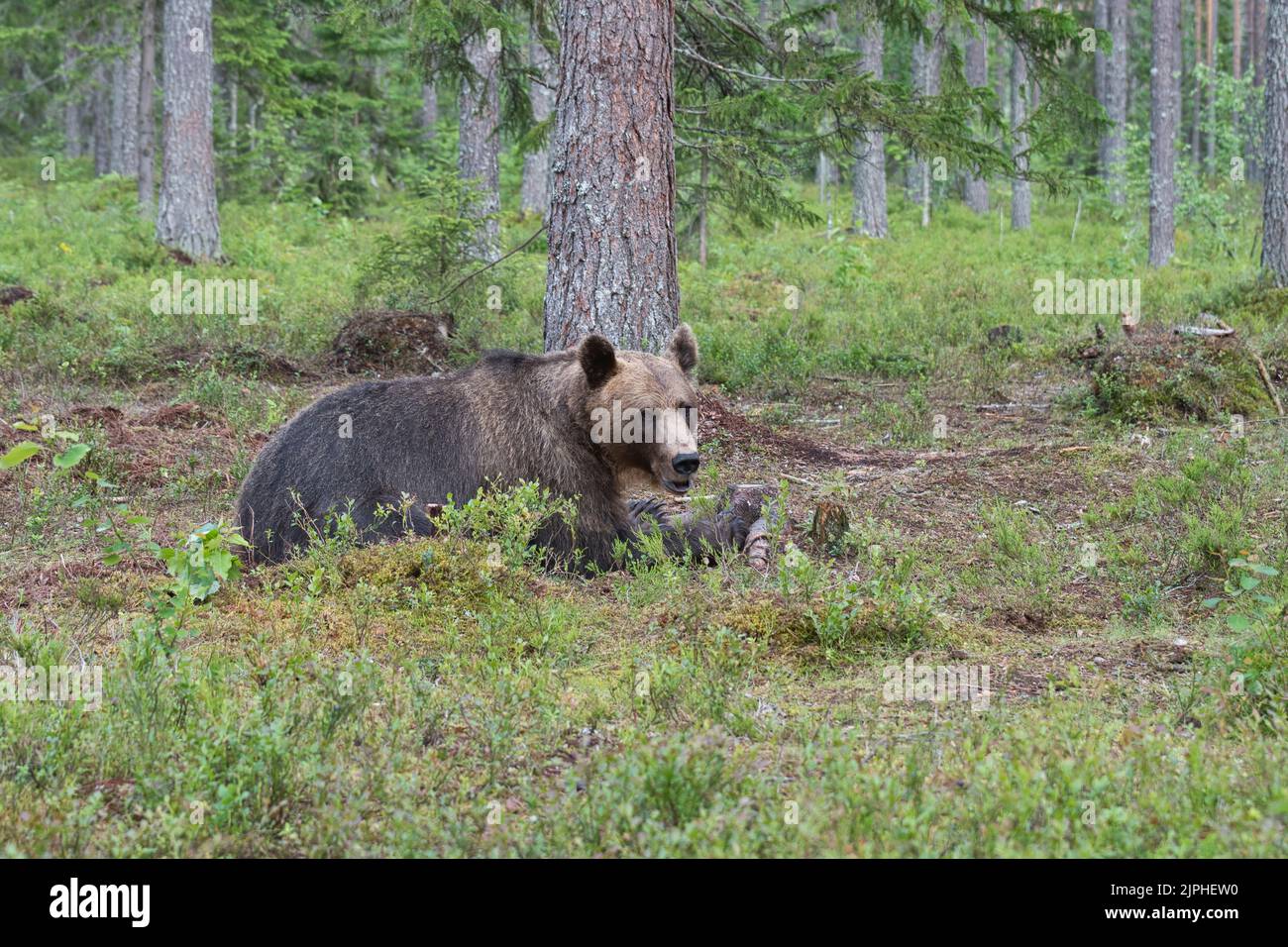 Brown bear (Ursus arctos) in the boreal forest or Taiga of Finland Stock Photo