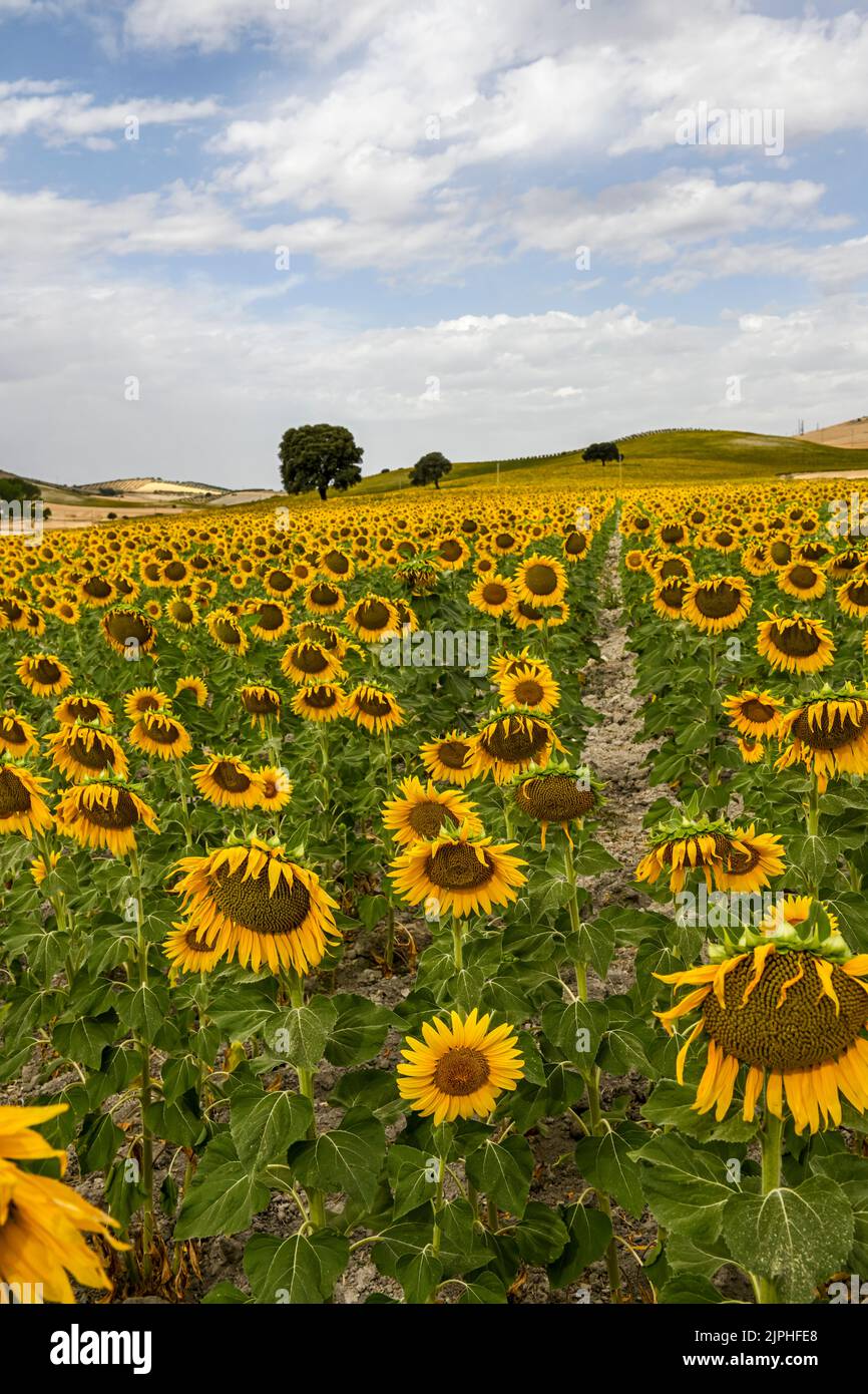 Yellow fields of sunflowers with a blue cloudy sky Stock Photo - Alamy
