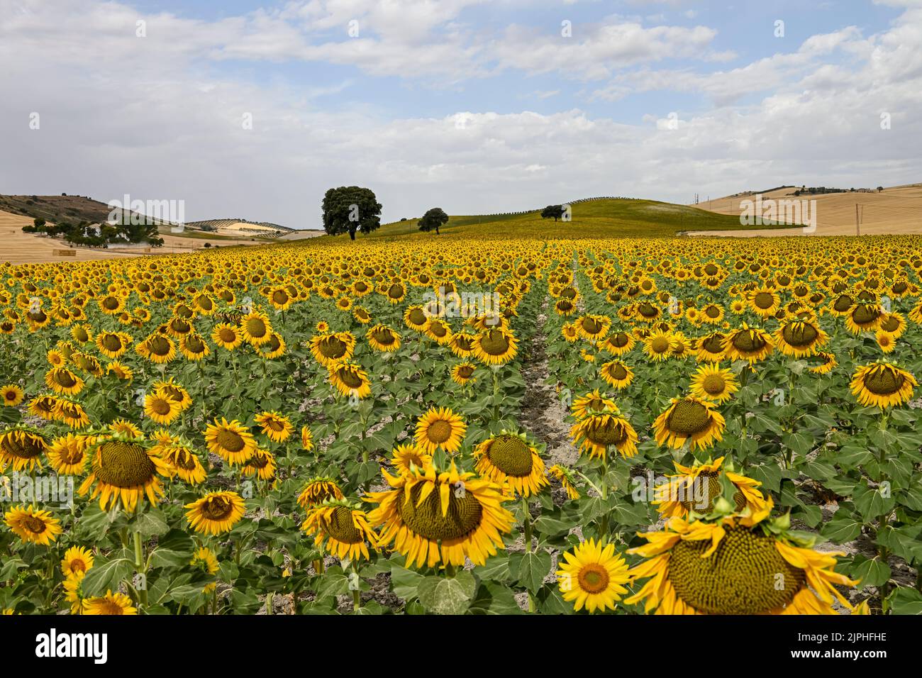 Yellow fields of sunflowers with a blue cloudy sky Stock Photo - Alamy