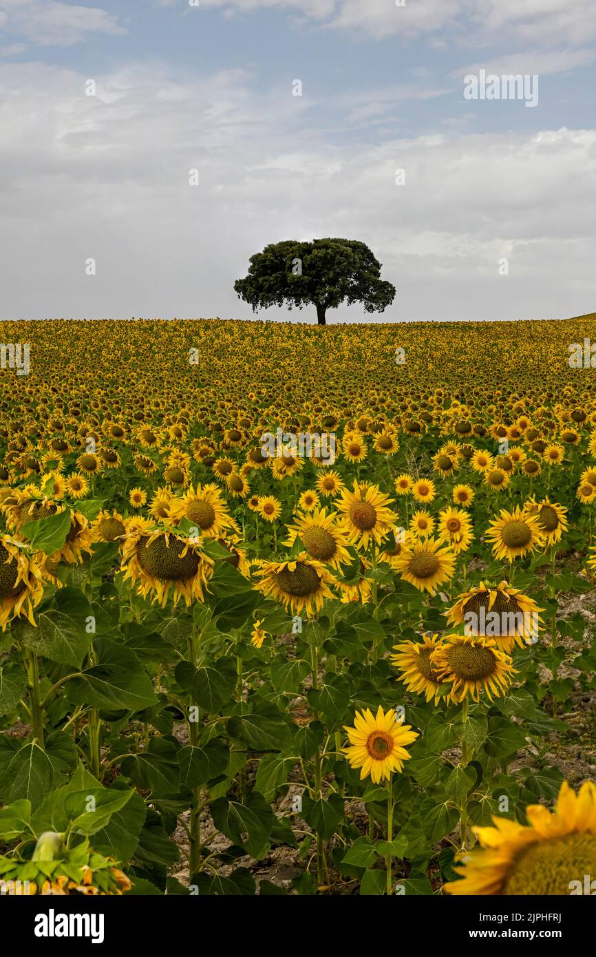 Yellow fields of sunflowers with a blue cloudy sky Stock Photo - Alamy