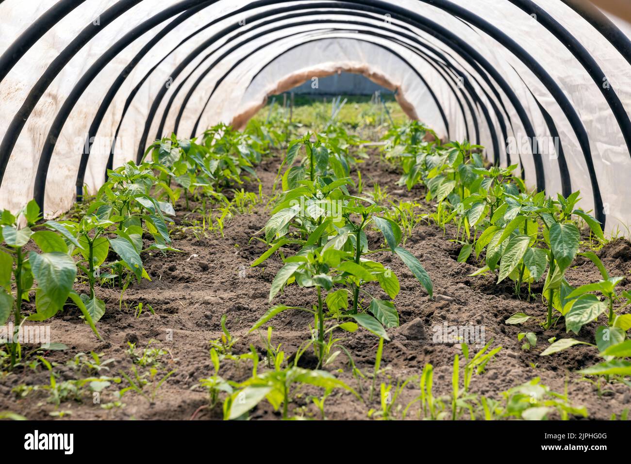 growing peppers in a homemade greenhouse, peppers planted in the garden