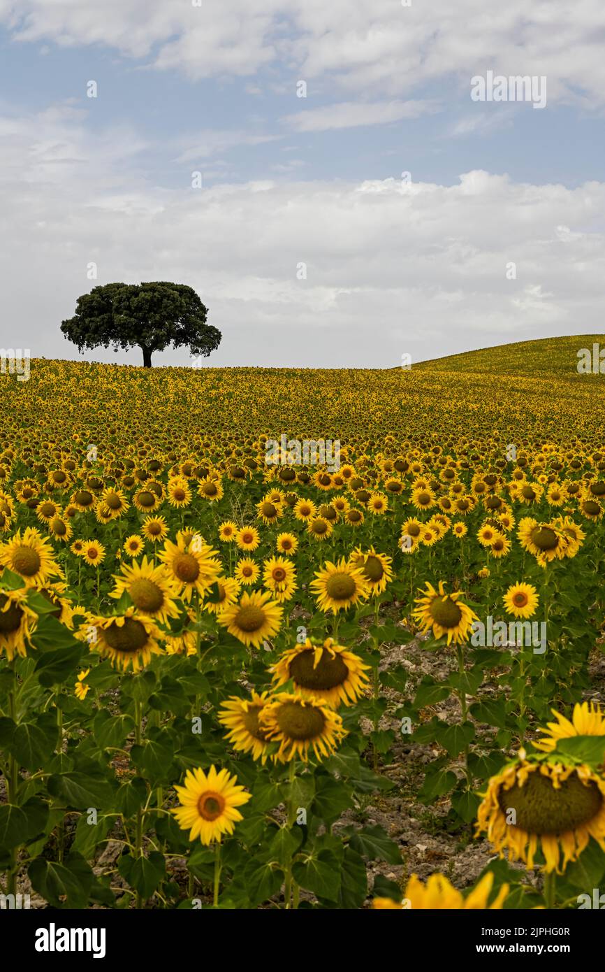 Yellow fields of sunflowers with a blue cloudy sky Stock Photo - Alamy
