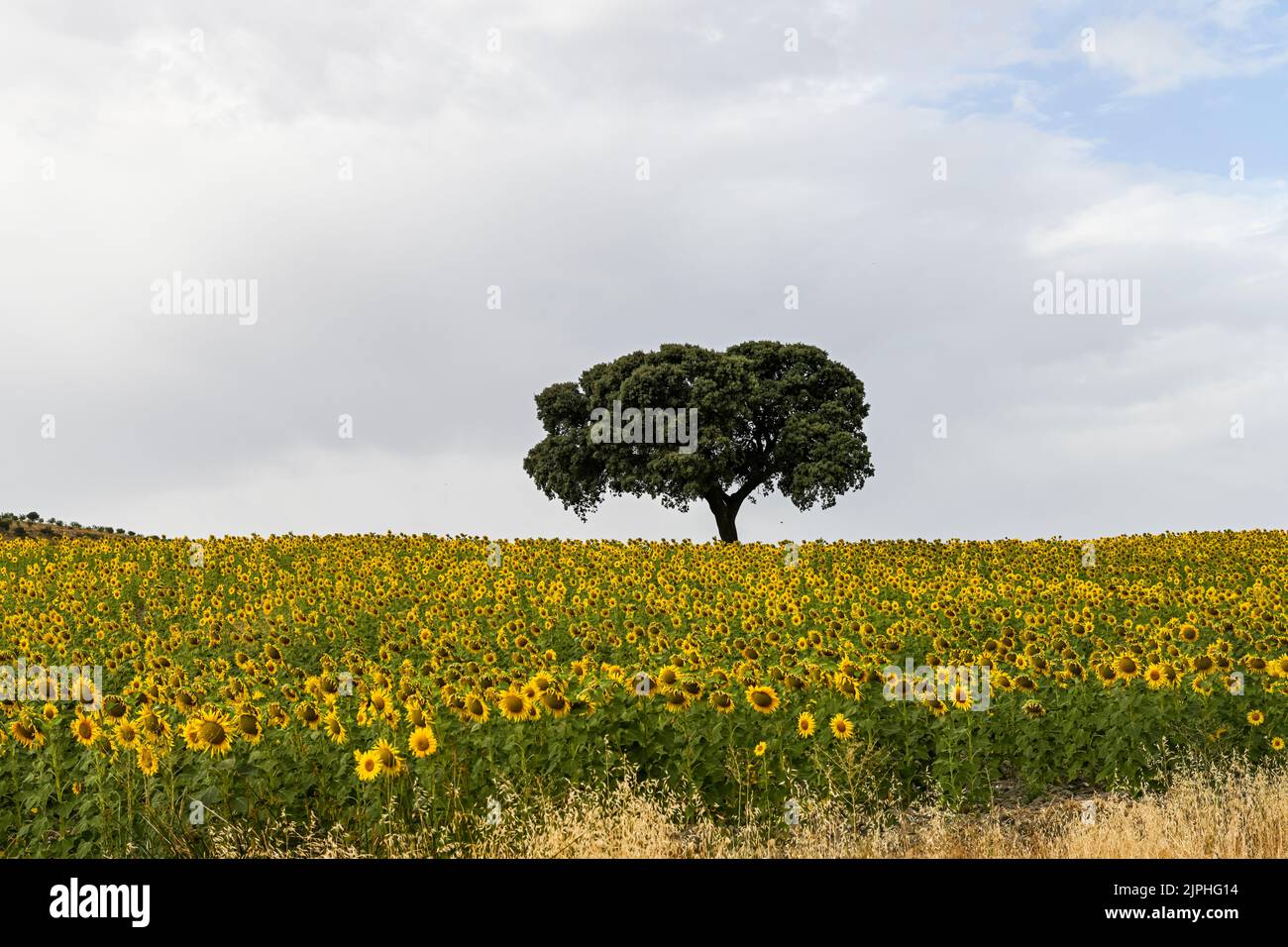 Yellow fields of sunflowers with a blue cloudy sky Stock Photo - Alamy