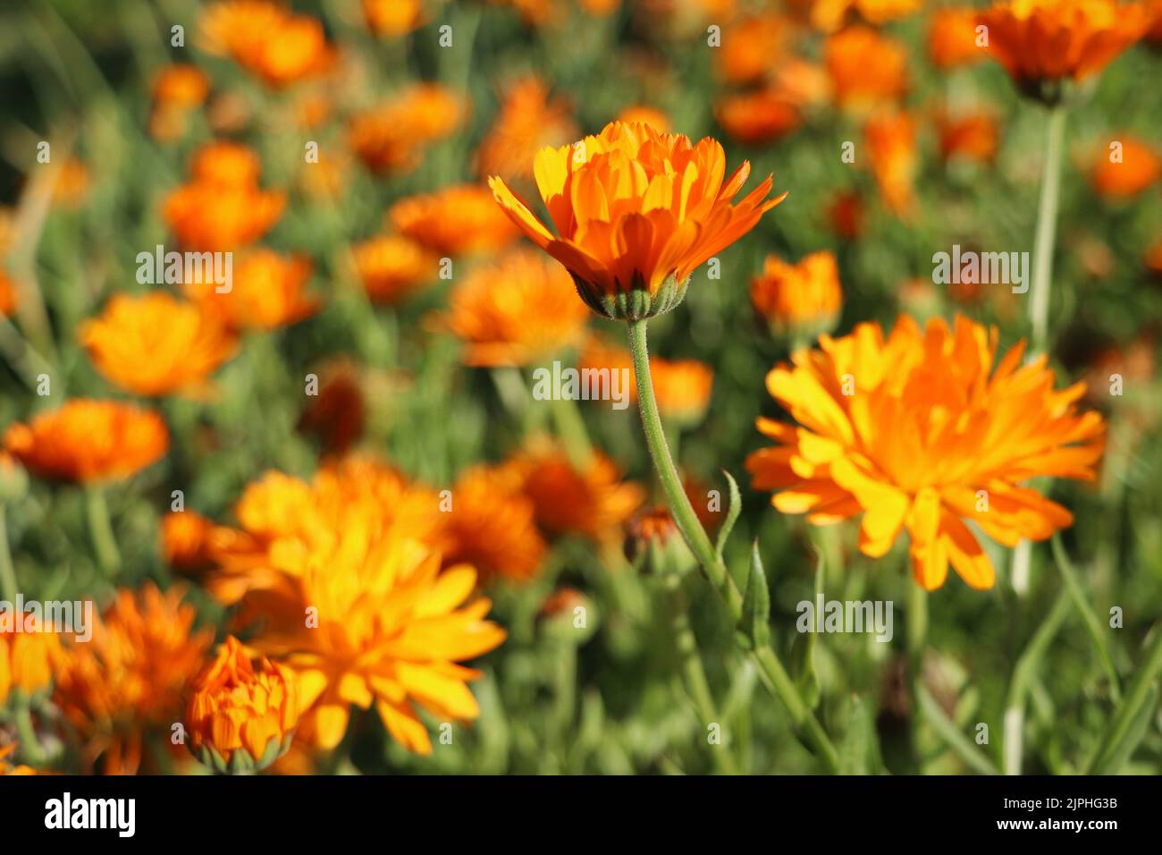 Marigold flowers in the meadow in the sunlight Stock Photo