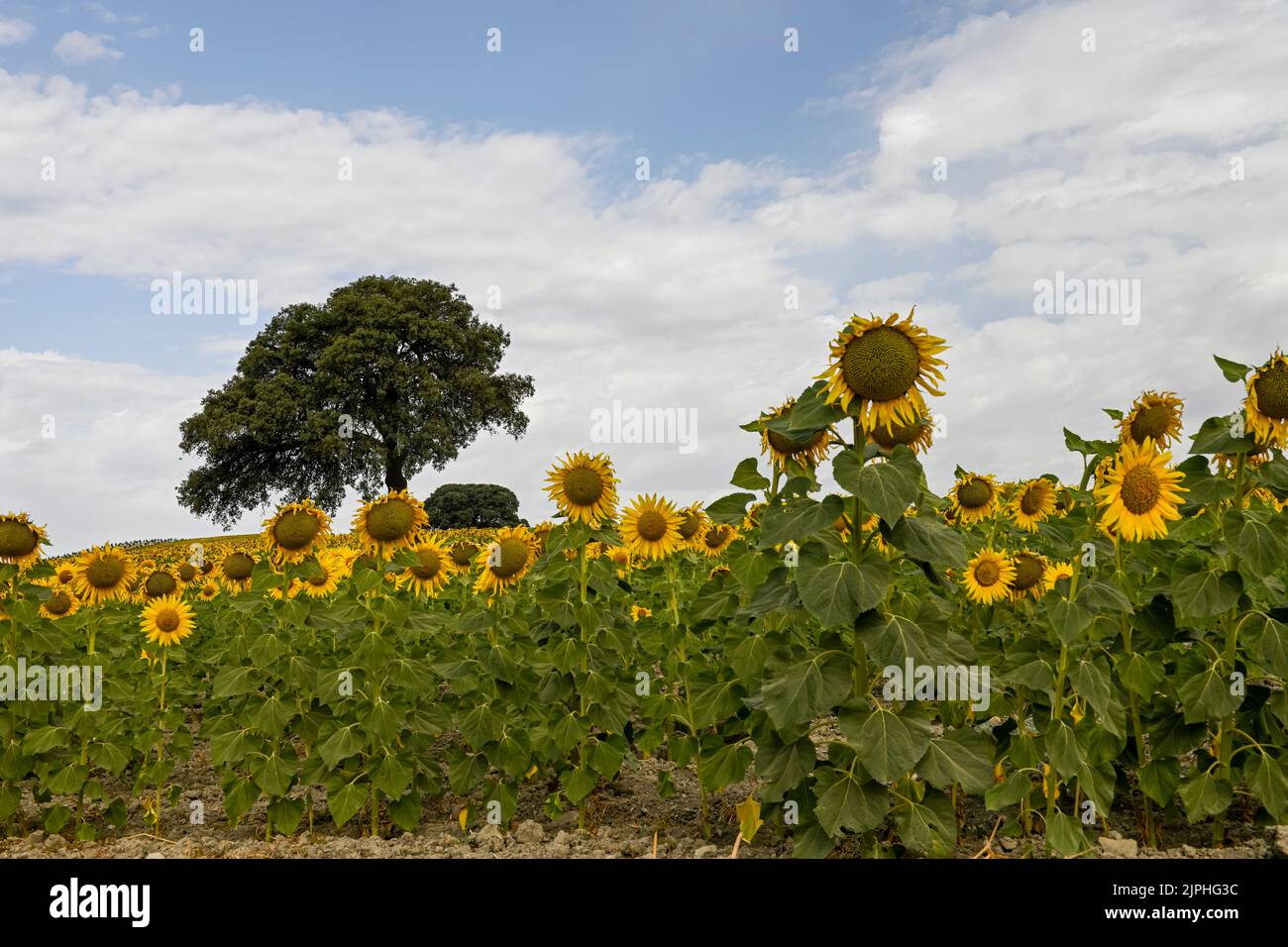 Yellow fields of sunflowers with a blue cloudy sky Stock Photo - Alamy