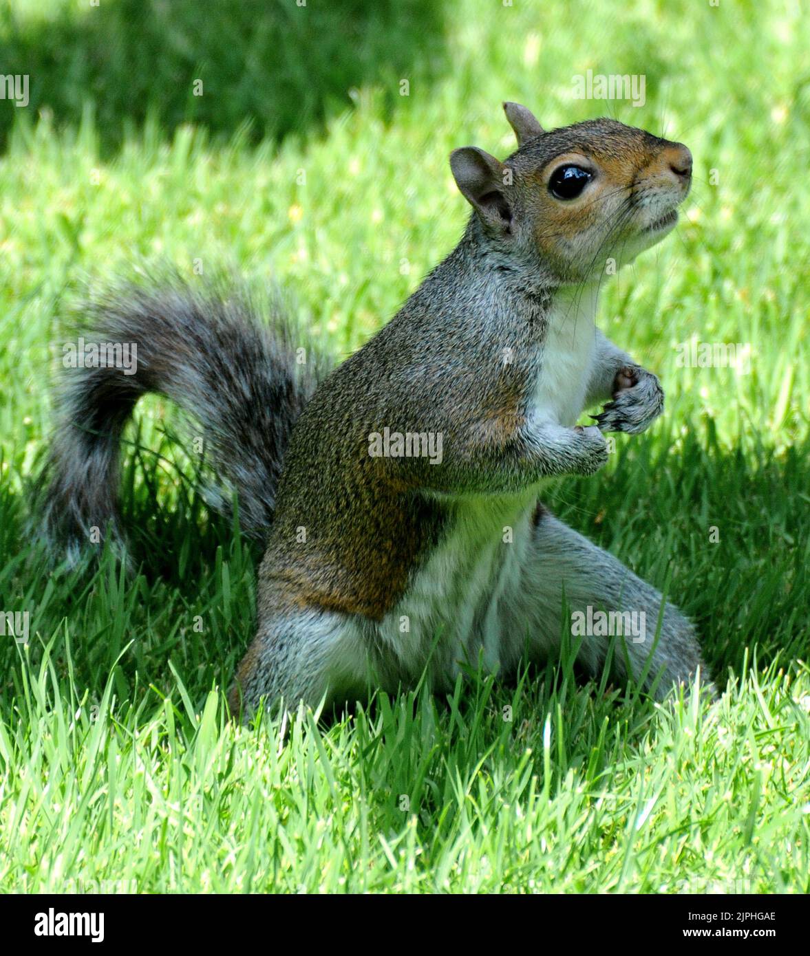 GREY SQUIRREL, PORTCHESTER MIKE WALKER PICTURES, 2011 Stock Photo