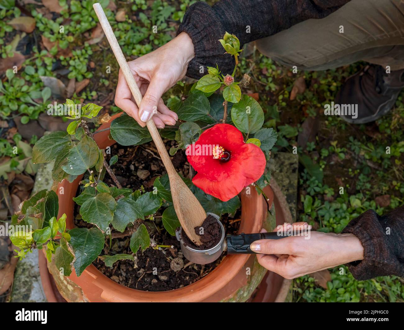 Woman's hands recycling coffee grounds to fertilize a red hibiscus