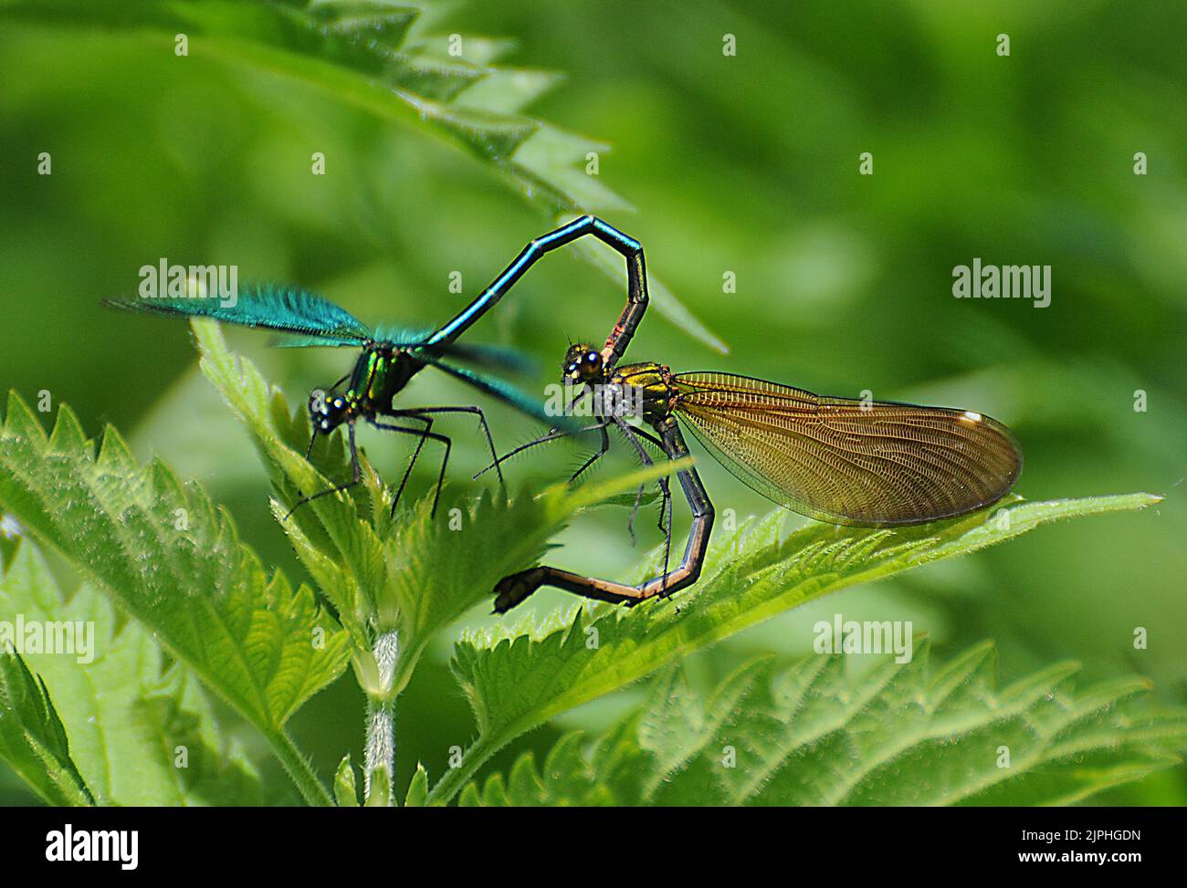 DAMSEL FLIES MATING, WICKHAM, HAMPSHIRE PIC MIKE WALKER,  MIKE WALKER PICTURES,2011 Stock Photo