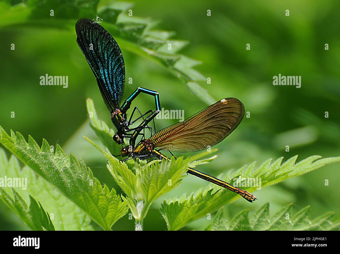 DAMSEL FLIES MATING, WICKHAM, HAMPSHIRE PIC MIKE WALKER,  MIKE WALKER PICTURES,2011 Stock Photo