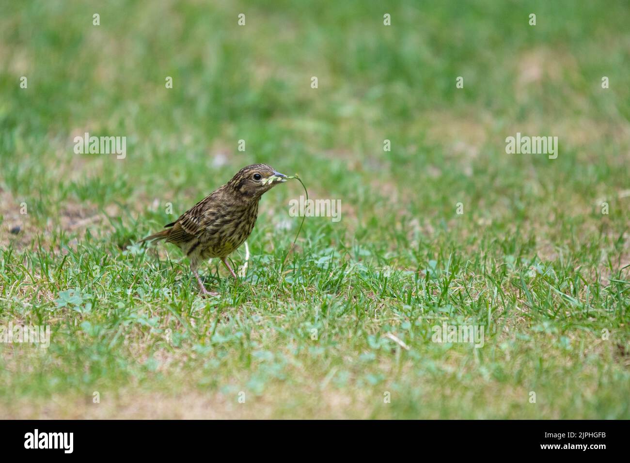 Close up of corn bunting, Emberiza calandra, also known by its synonym Miliaria calandra feeding on the seeds on a ripe grass blade Stock Photo