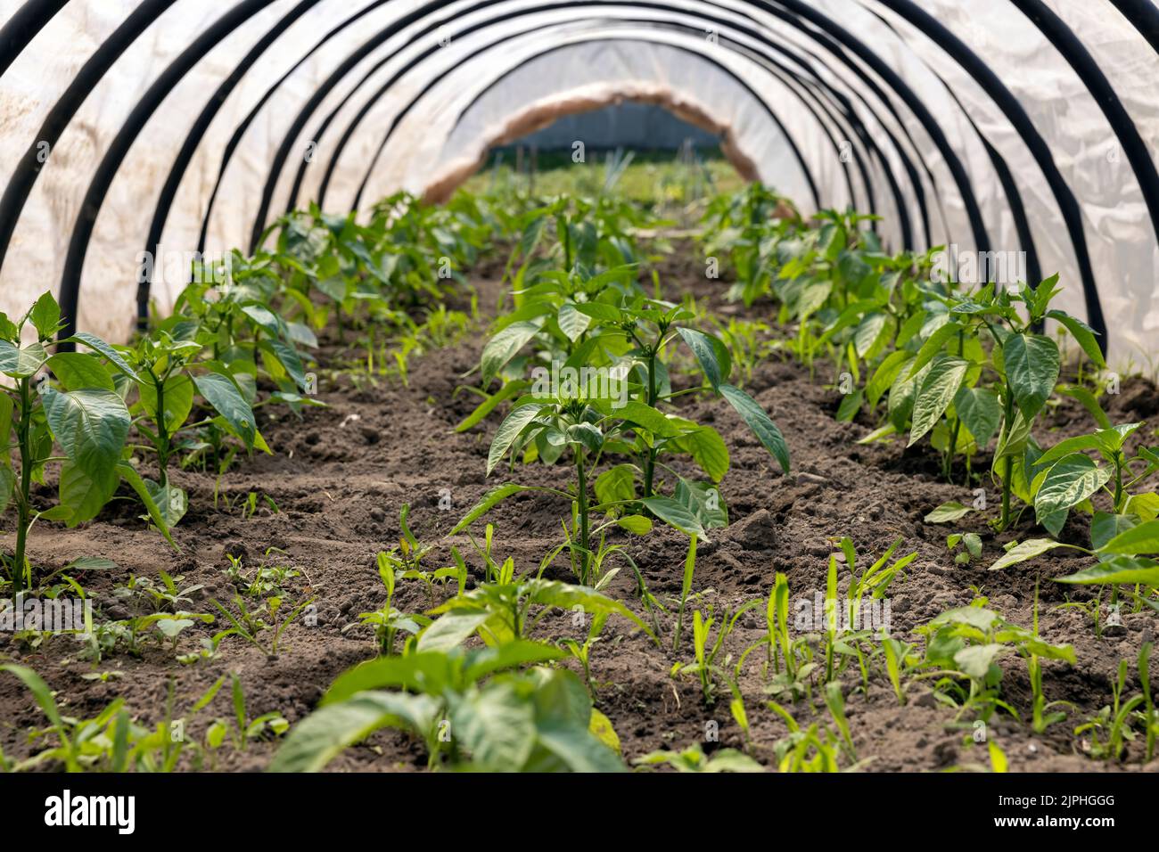 growing peppers in a homemade greenhouse, peppers planted in the garden