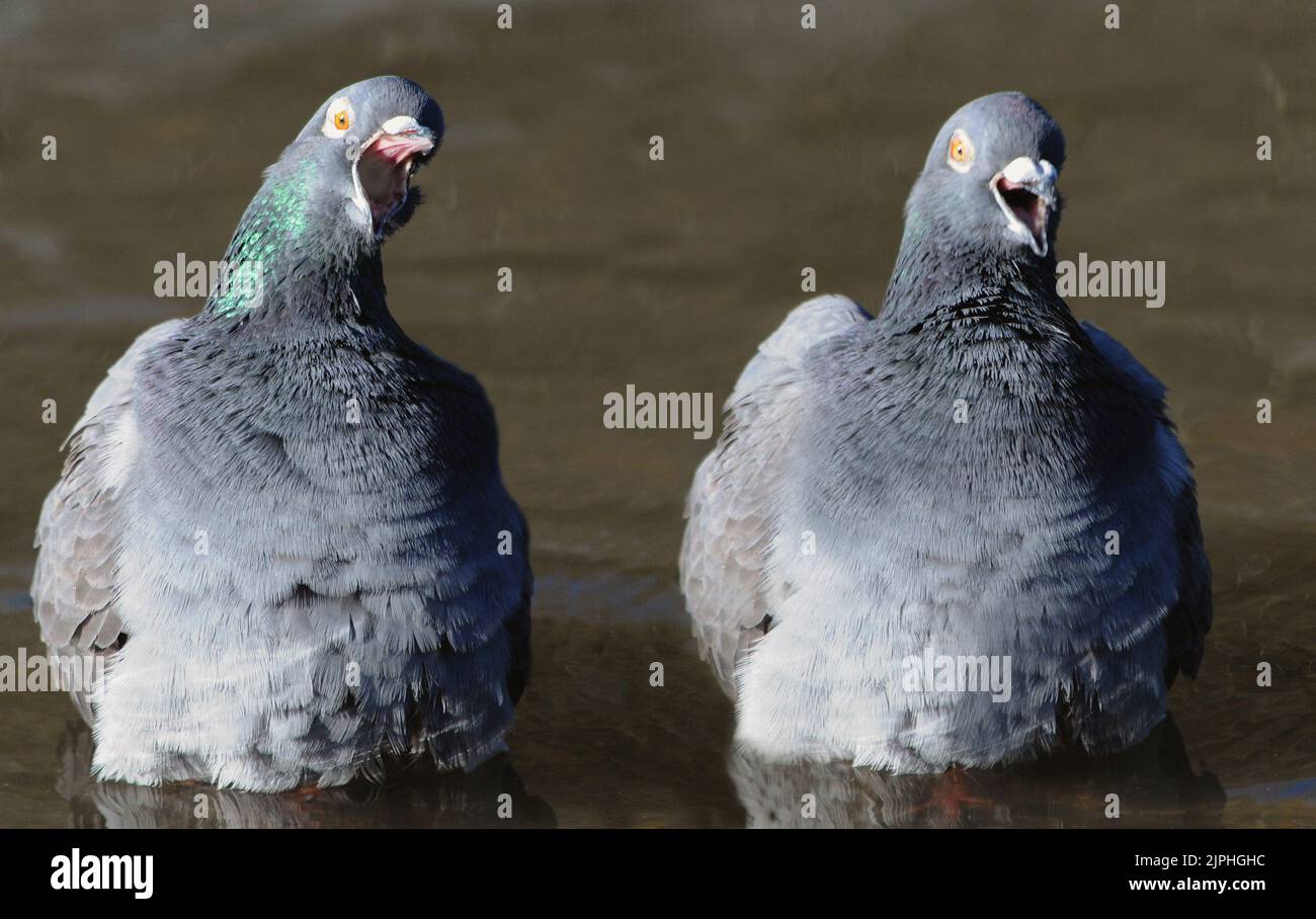 SINGING IN THE BATH. TWO PIGEONS AT THE WETLANDS TRUST AT ARUNDEL, WEST SUSSEX. PIC MIKE WALKER, MIKE WALKER PICTURES,2011 Stock Photo