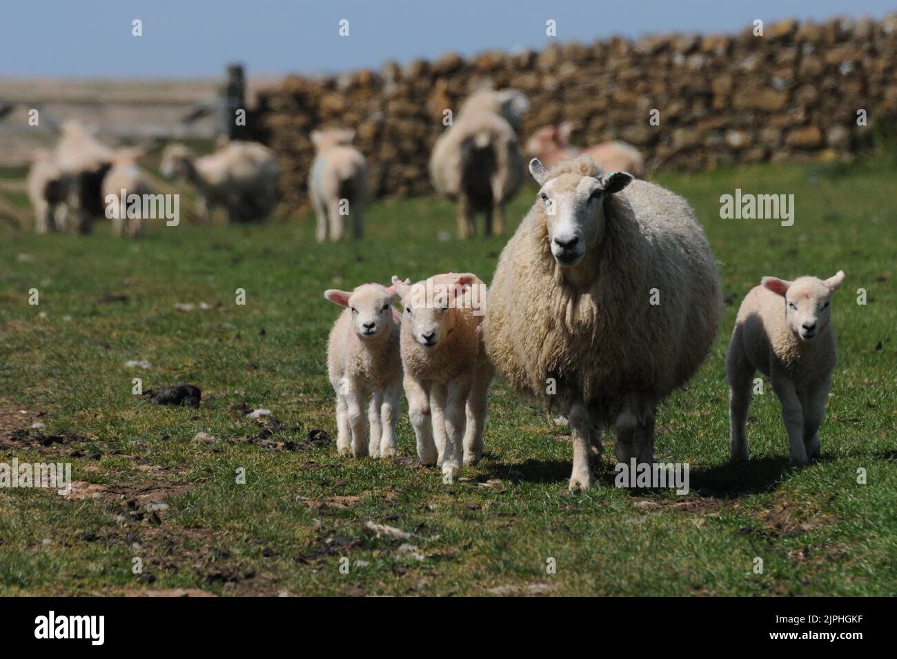 SHEEP, EWE AND LAMBS AT ABBOTSBURY, DORSET  MIKE WALKER PICTURES, 2010 Stock Photo