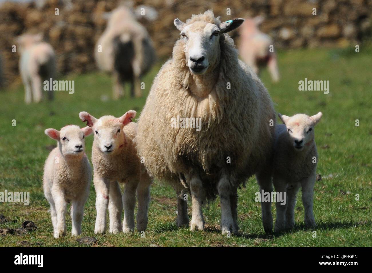 SHEEP, EWE AND LAMBS AT ABBOTSBURY, DORSET  MIKE WALKER PICTURES, 2010 Stock Photo