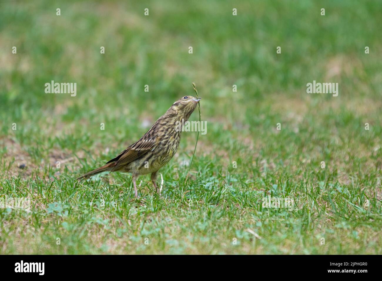Close up of corn bunting, Emberiza calandra, also known by its synonym Miliaria calandra feeding on the seeds on a ripe grass blade Stock Photo