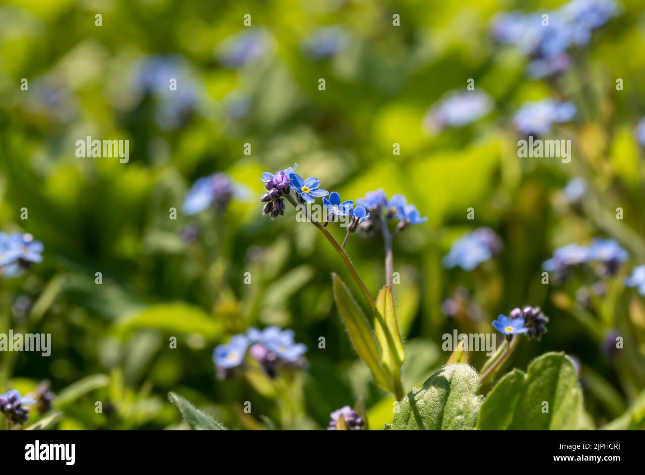 beautiful blue flowers in the spring season, growing in a clearing ...