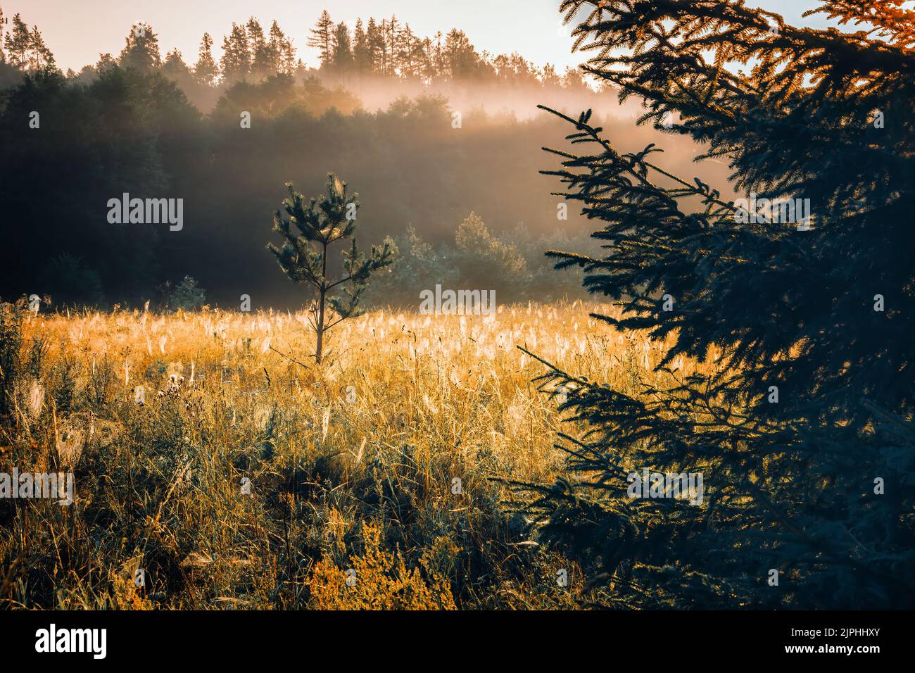 A field of spider webs drowned in the first rays of the sun Stock Photo