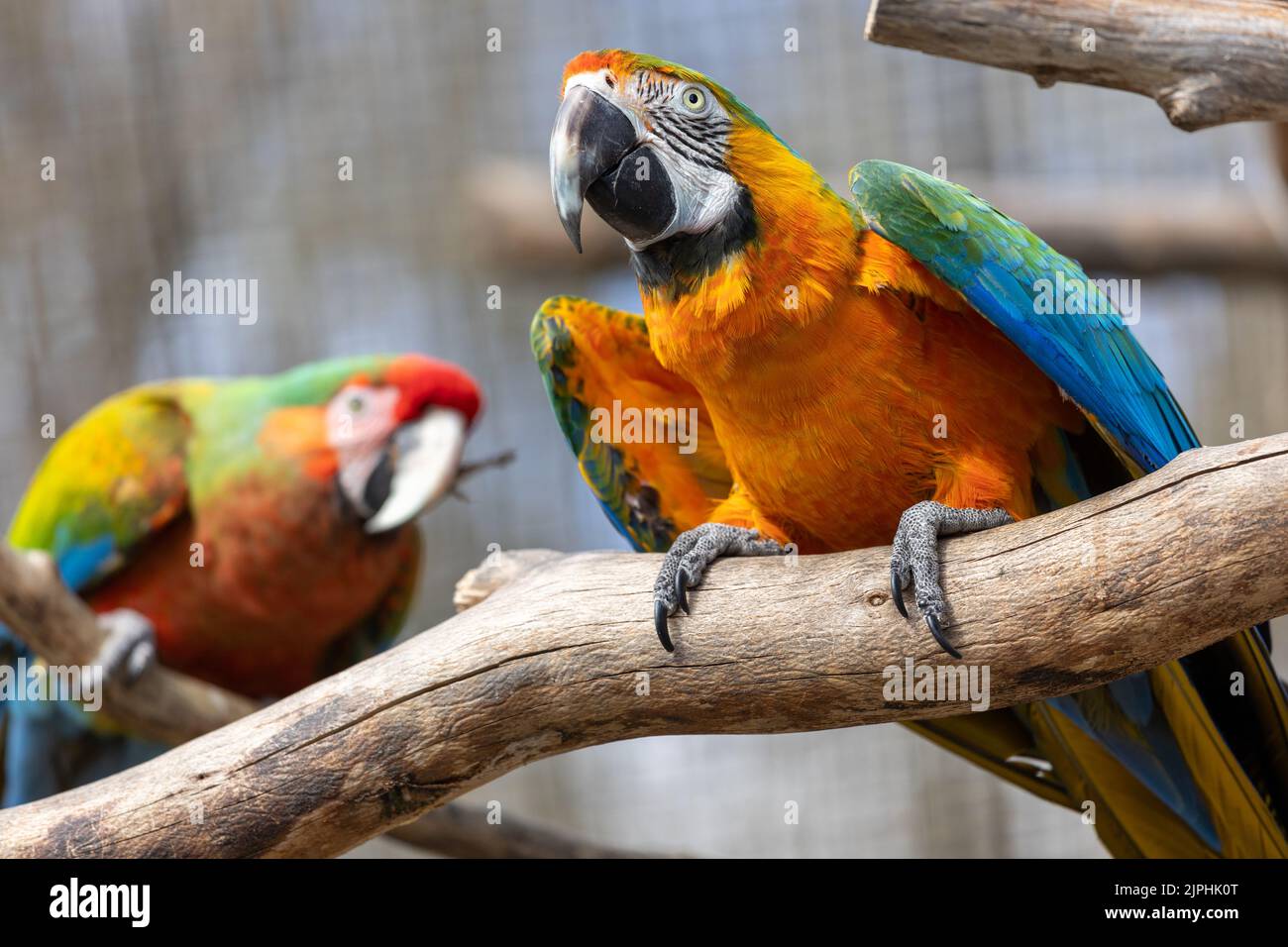 Image showcasing Natural Rattan Nest Small Medium Large Bird Swing for Parrot Parakeet ...