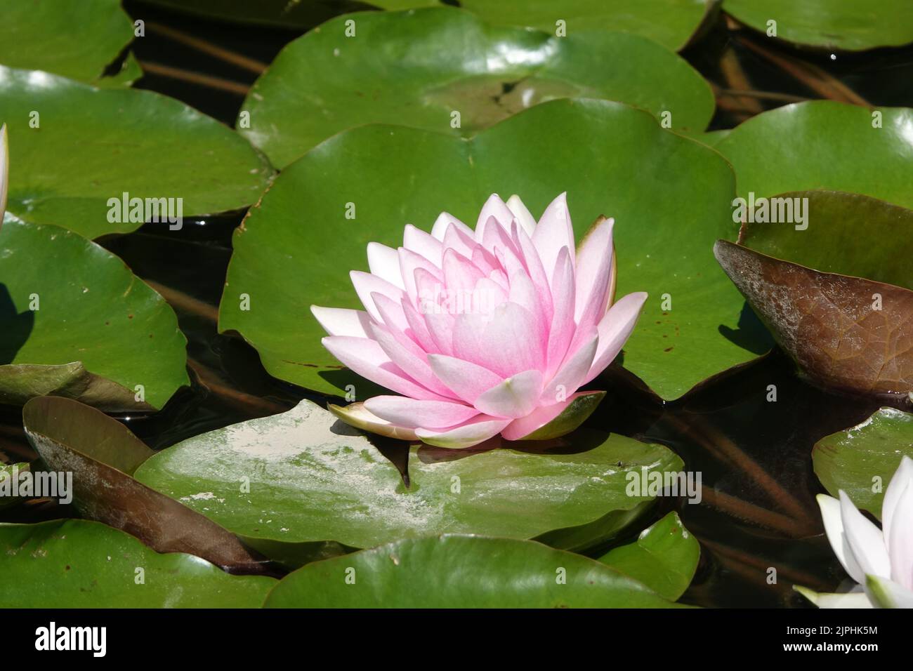 water lily, water lily pad, seerosengewächs, nymphaea, water lilies, waterlilie, waterlilies, lily pad, lily pads, water lily pads Stock Photo
