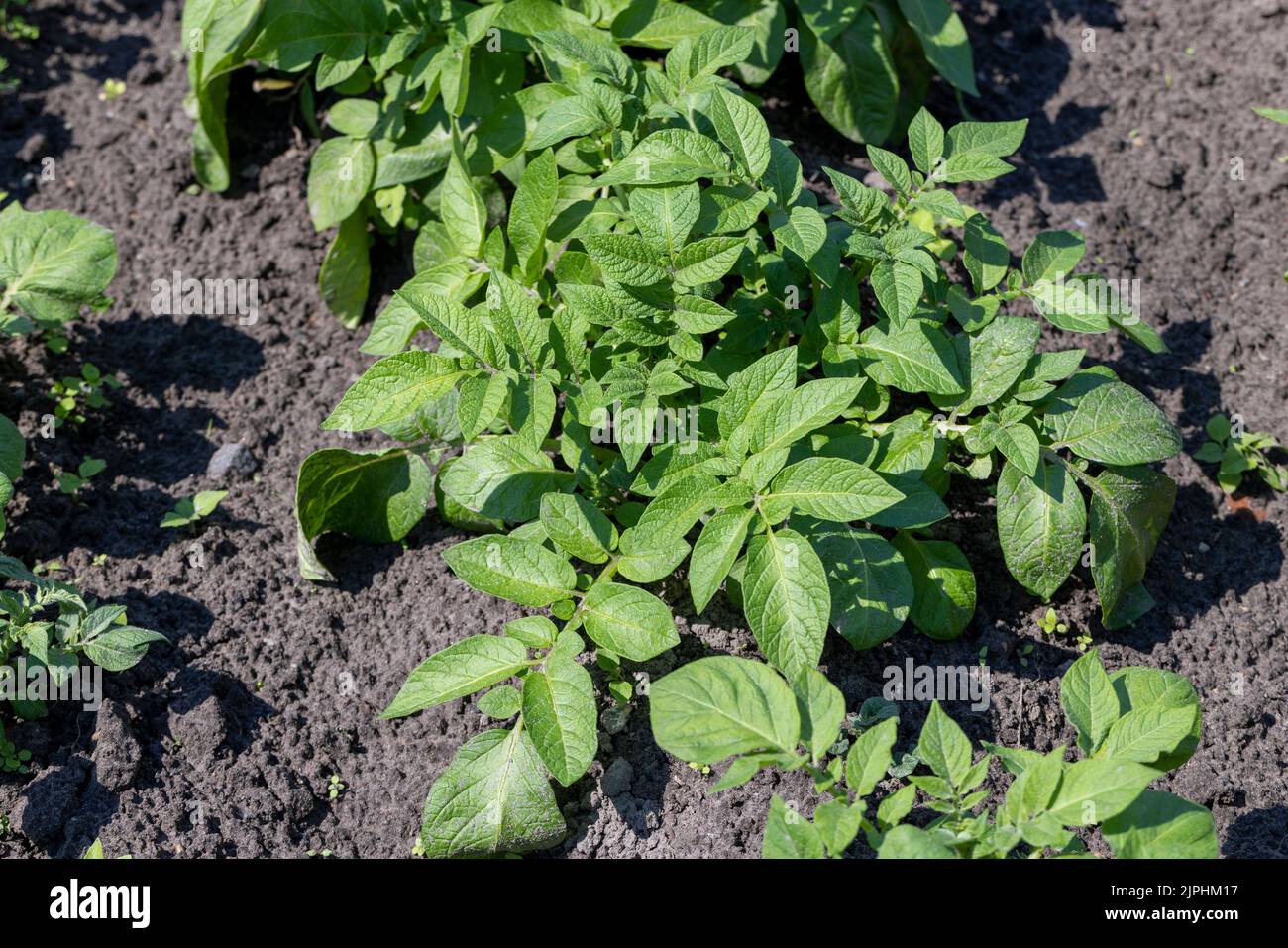 A field with furrows in which potatoes grow, an agricultural field ...