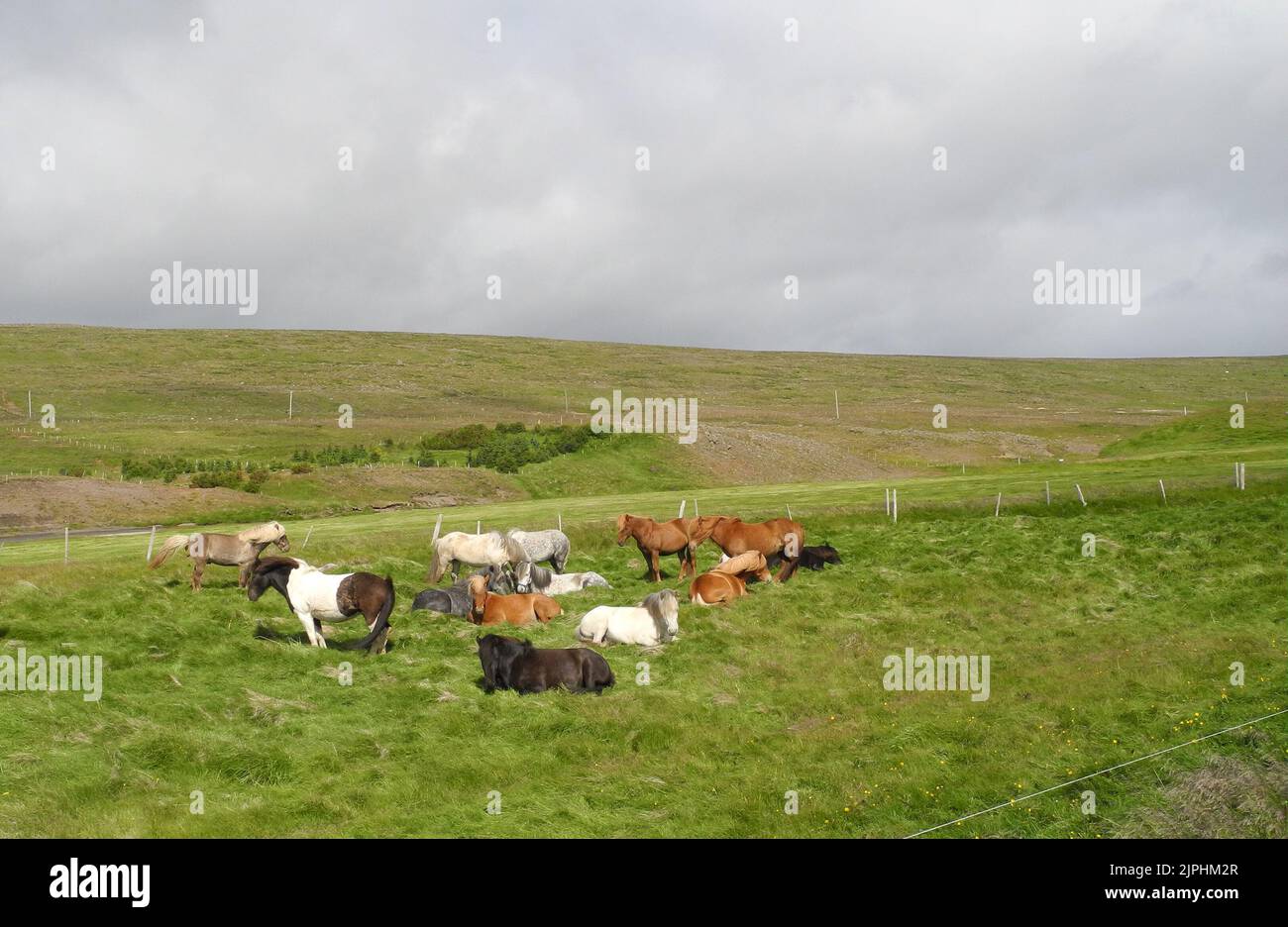 icelandic horse, herd, icelandic horses, herds Stock Photo