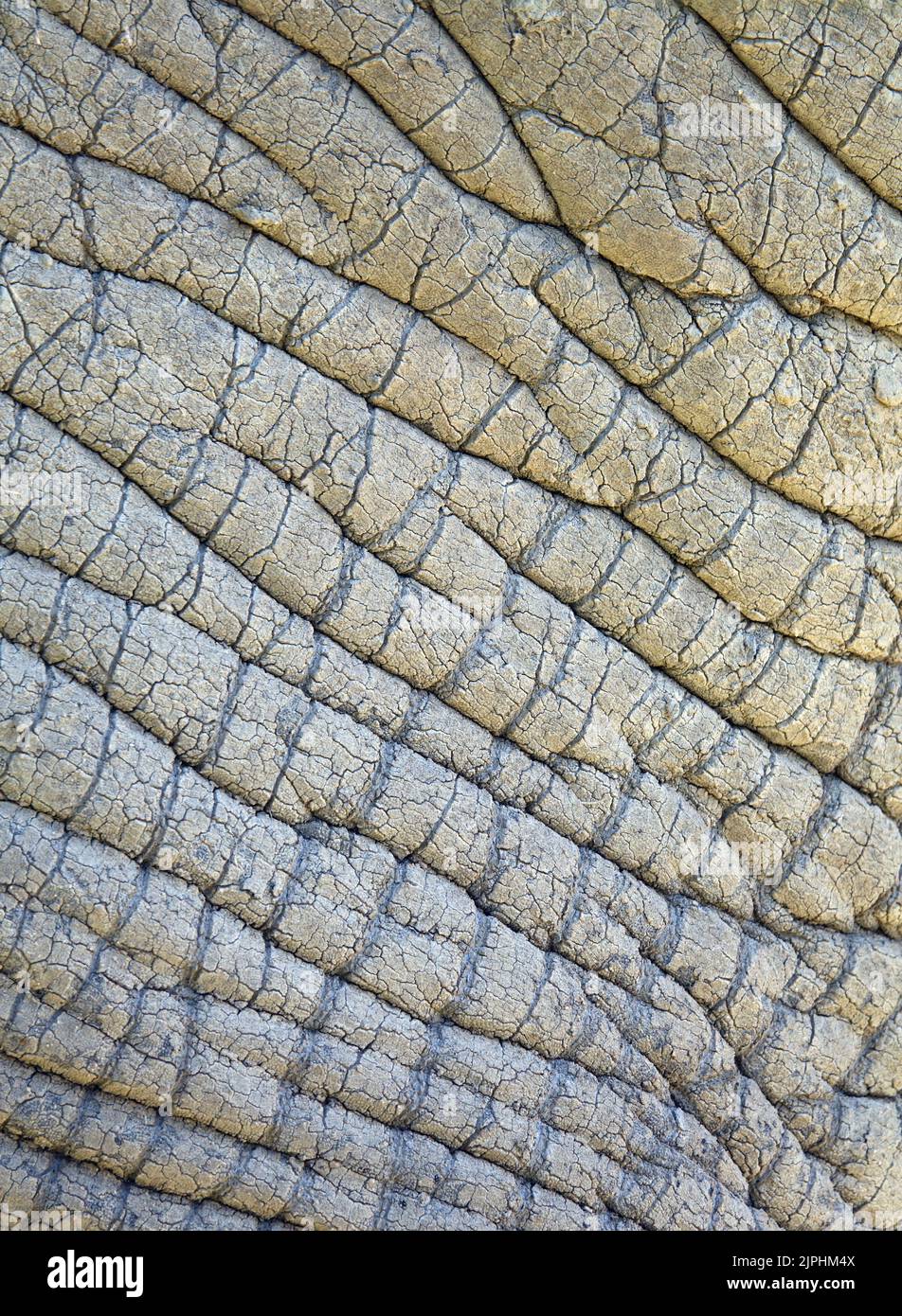 elephant skin, elephant skins Stock Photo Alamy